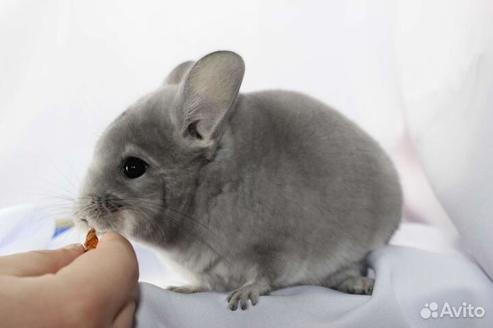 Шиншилла фиолетовая ангора и другие фиолеты