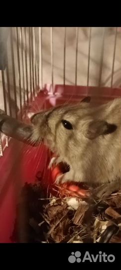 Мышь песчанка