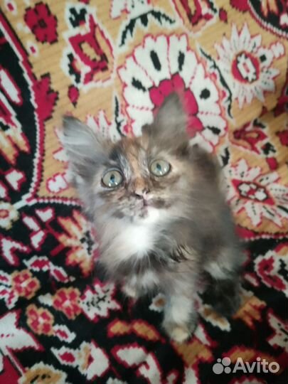 Котята бесплатно