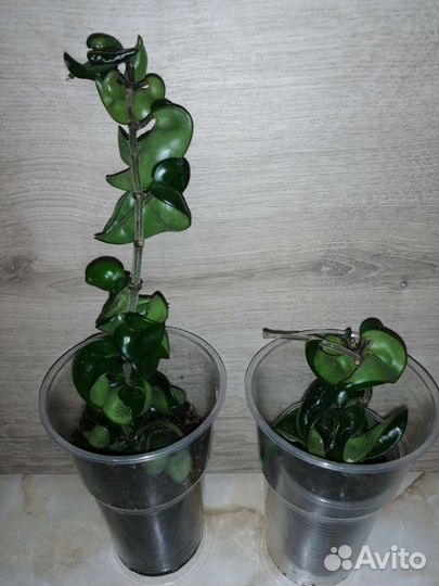 Хойи разные