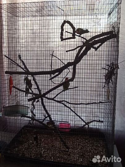 Попугай неразлучники с клеткой