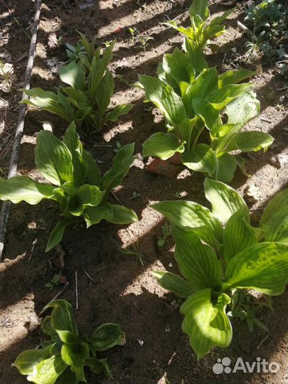 Хоста ланцетолистная