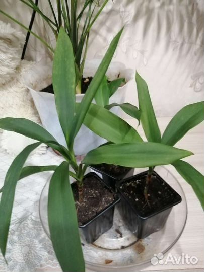 Кордилина, продам или обменяю