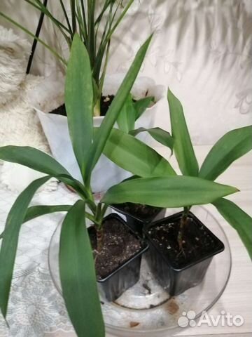 Кордилина, продам или обменяю