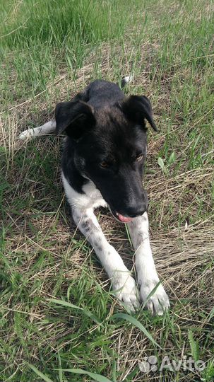 Молодому пёсику Жулю из Донецка ищем любящую семью