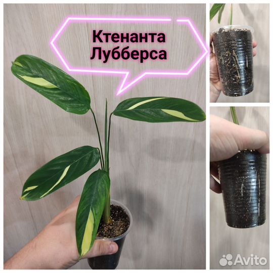 Ктенанта, сингониум, сциндапсус