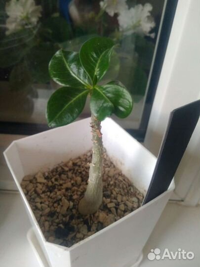 Много комнатных цветов