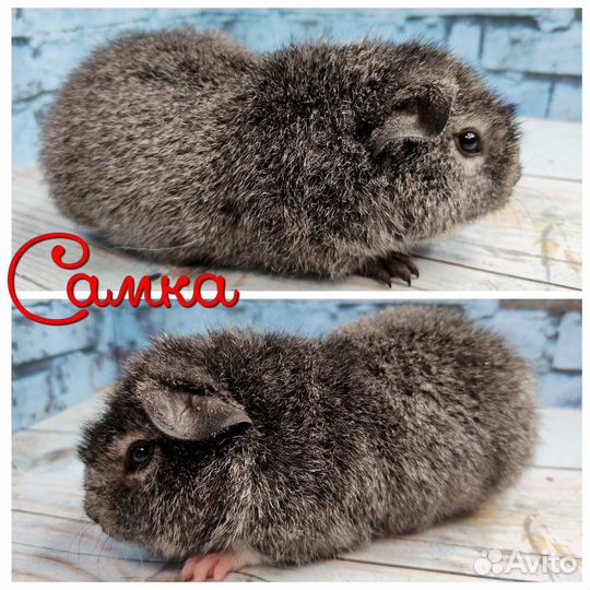 Морские свинки Разных пород из питомника(самки)