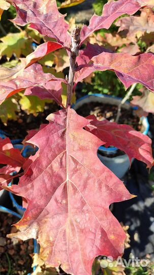 Дуб красный