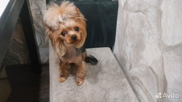 Йоркширский терьер мини