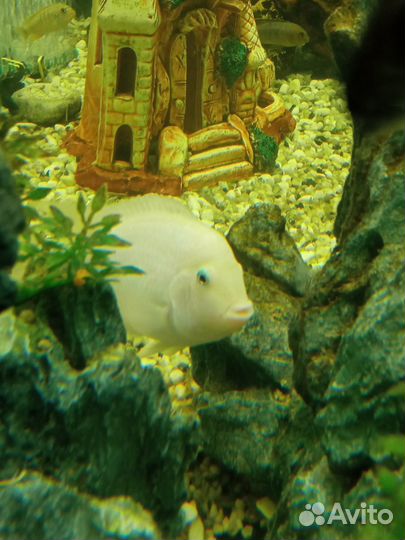 Рыба. Цихлид. Обмен