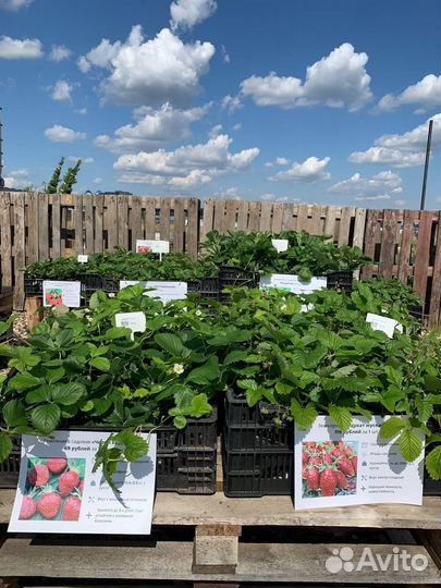 Рассада клубники