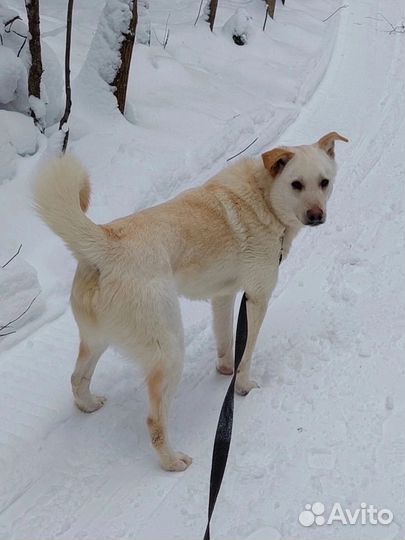 Атос ищет дом