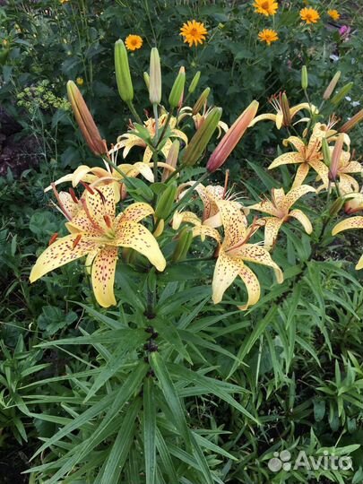 Продам луковицы лилий микс