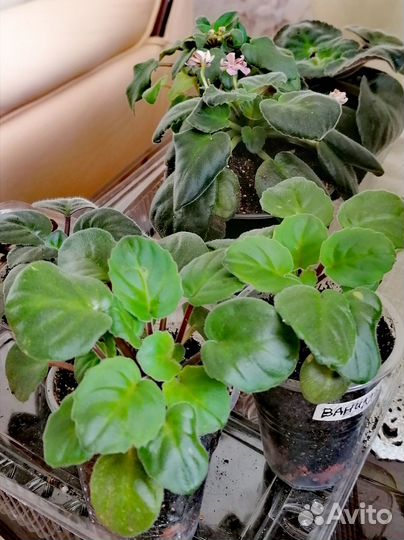 Фиалки сортовые