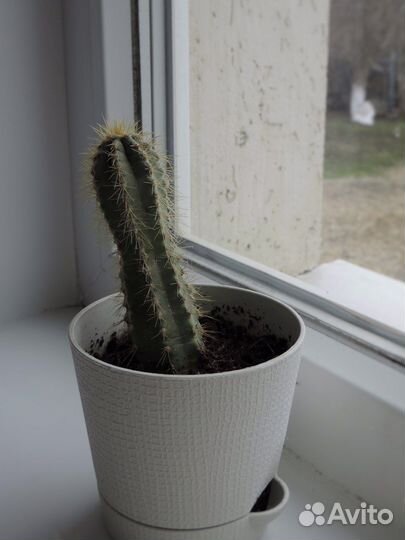 Кактусы и суккуленты