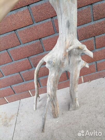 Коряга дуб бронь до 09.10.23