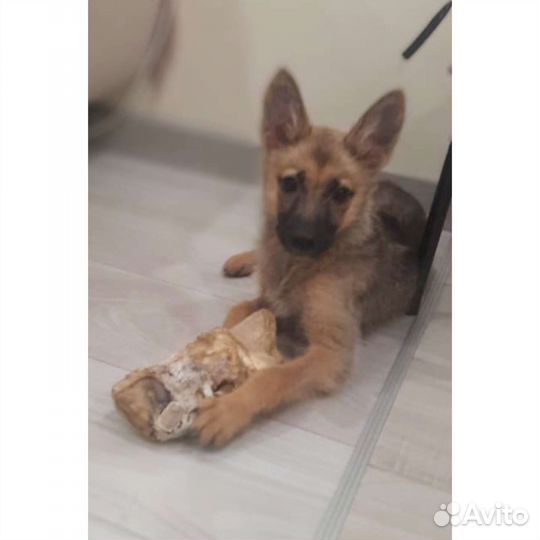 Собака щенок метис овчарки