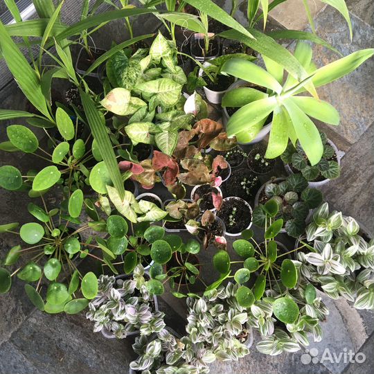 Комнатные растения цветы