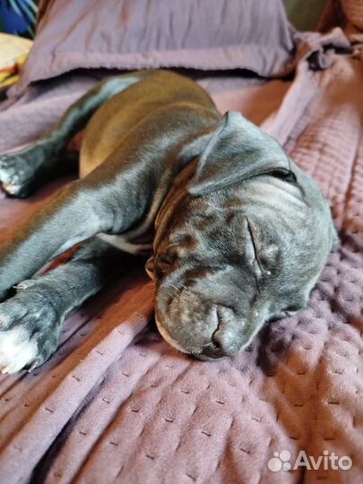 Щенок питбуль