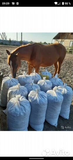 Конский навоз