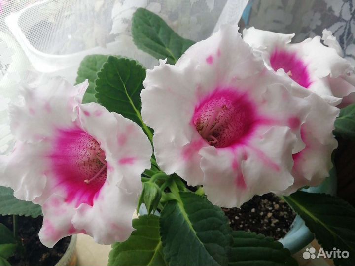 Глоксиния махровая