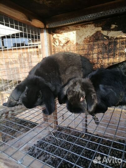 Кролики породы французский баран