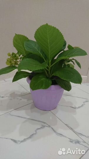 Фикус бенджамино 115см, Наоми 140 см, гортензия