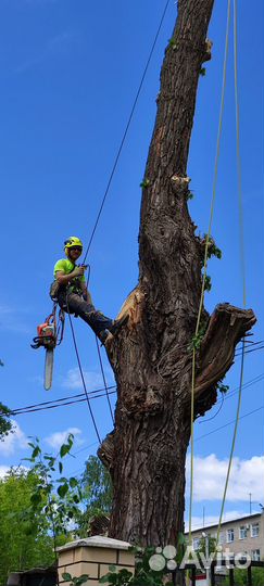 Спил, обрезка деревьев. Высотные работы Альпинисты
