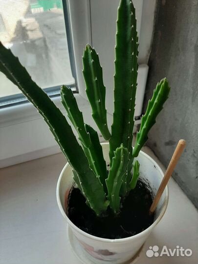 Комнатные цветы