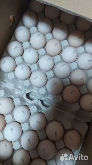 Инкубационное яйцо бройлера кобб 500