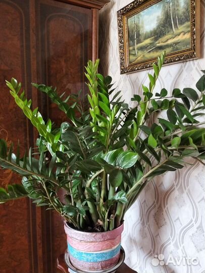 Замиокулькас