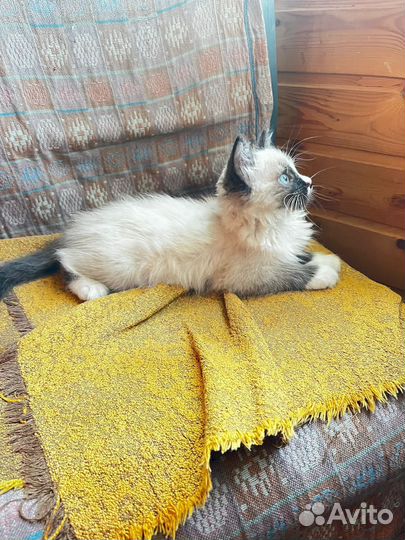 Отдам котенка в добрые руки