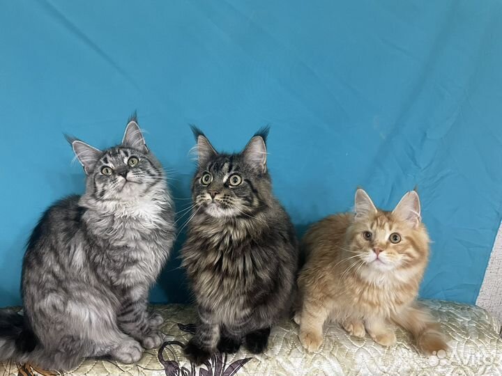 Коты и кошечки мейн-кун