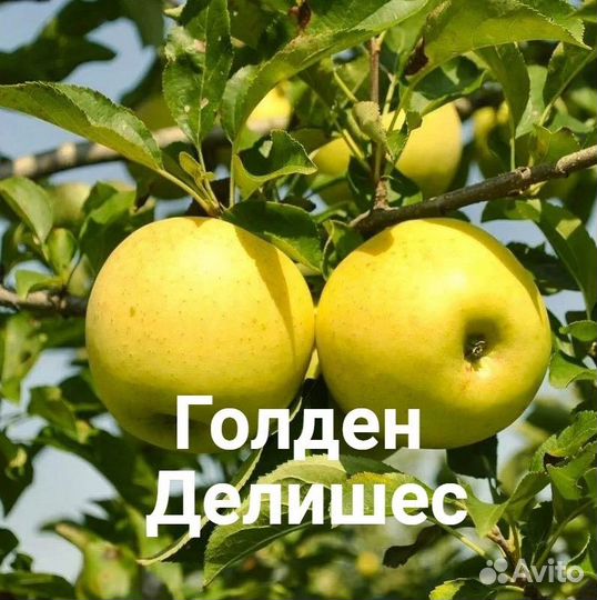 Яблони с зкс, в т.ч. красномясная и колоновидная