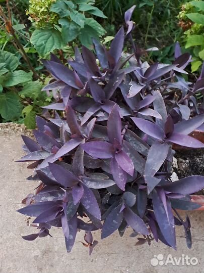 Традесканция