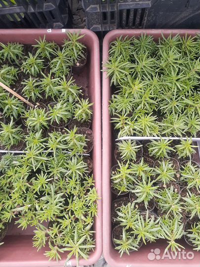 Петуния,бакопа,немезия,эустома, лобелия, рассада