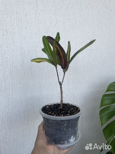 Кротоны миссис айстон, мамми