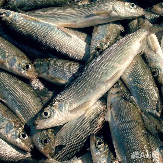 Байкальская рыба. Омуль, Сиг, Хариус, Пелядь