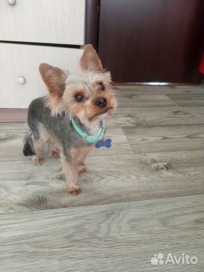 Стрижка собак в Западном Дегунино