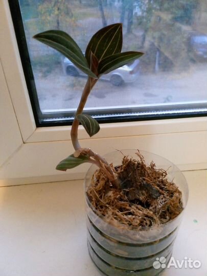 Орхидея лудизия