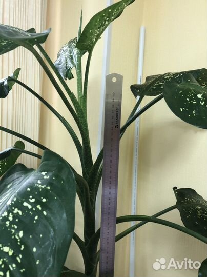 Комнатные растения цветы