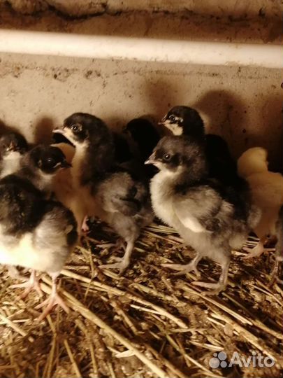 Цыплята