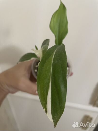 Спатифиллум пикассо