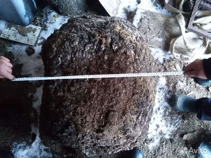 Кап берёзовый