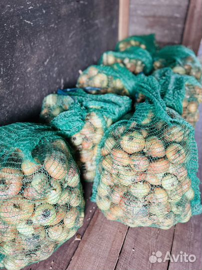 Домашний деревенский лук