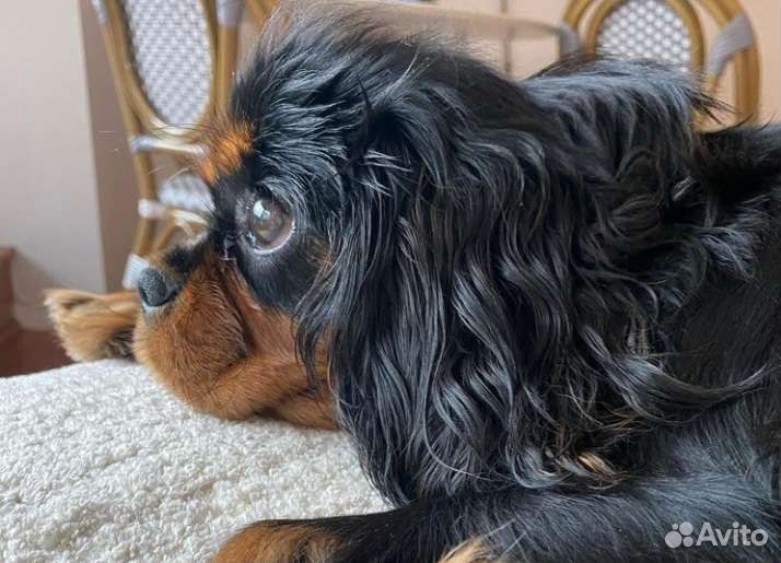 Спаниель королевский ккчс