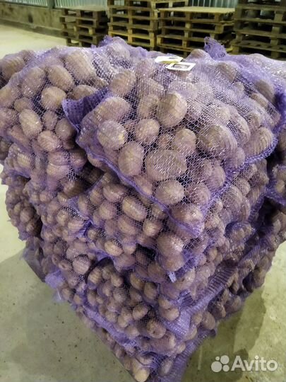 Продам семенной. картофель оптом