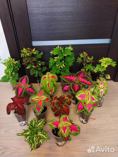 Яркие сорта колеусов