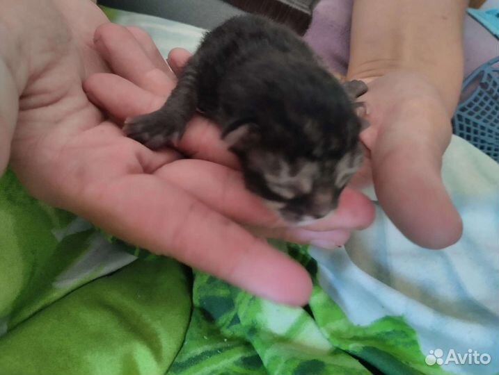 Домашние животные кошки